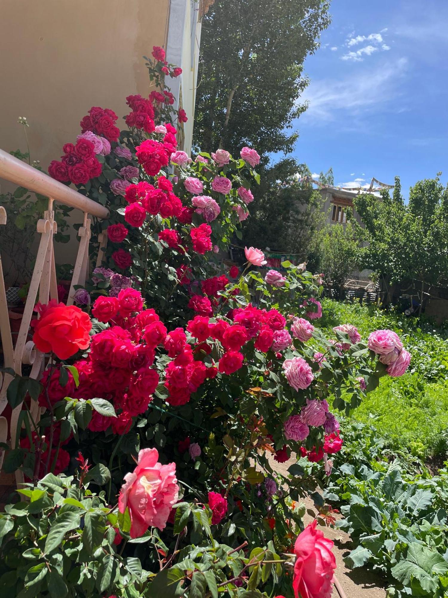 Zlatan Guest House Leh Kültér fotó